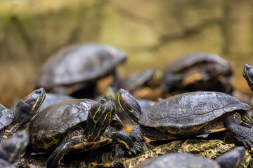 red-eared terrapin (Trachemys scripta elegans) © Mauro Rodrigues