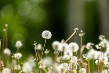 たんぽぽの綿毛