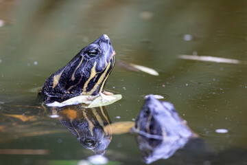 red-eared terrapin (Trachemys scripta elegans) © Mauro Rodrigues