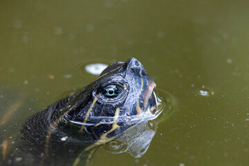 red-eared terrapin (Trachemys scripta elegans) © Mauro Rodrigues