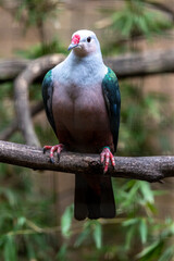 Red knobbed imperial pigeon (Ducula rubricera) © Mauro Rodrigues