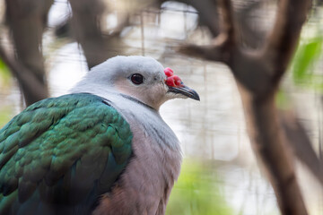 Red knobbed imperial pigeon (Ducula rubricera)