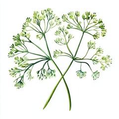 Watercolor Dill on white background