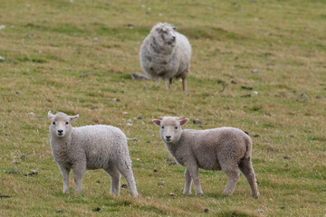 Obraz premium two cute lams on a grassy field in Shetland Islands.