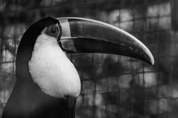 white-throated toucan (Ramphastos tucanus) bird © Mauro Rodrigues