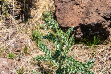 New Mexico Thistle plant at Capulin Volcano National Monument.