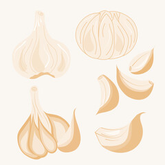 Set handrawing garlic illustration 