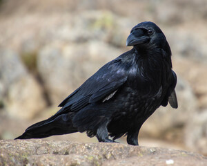 Raven perched on rocky surface observing its surroundings in a natural habitat