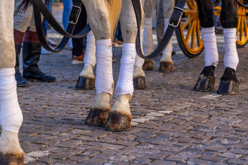 Detail of legs of horses on Carriage coupling traditional event © Mauro Rodrigues