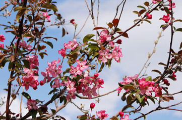 cherry blossom in spring