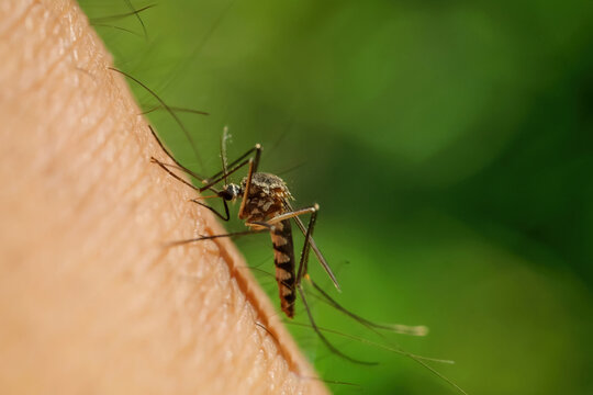 Close up Of A Insect Feeding On Human Skin Outdoors