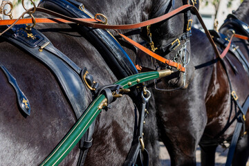 Detail of horses on Carriage coupling traditional event © Mauro Rodrigues