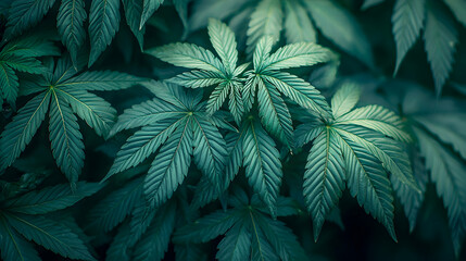 Lush Green Cannabis Leaves in Natural Light Displaying Texture and Color