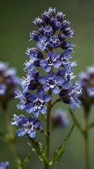 Obraz premium Delicate Blue Vervain