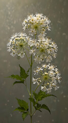 Delicate Meadowsweet with Creamy White Plume