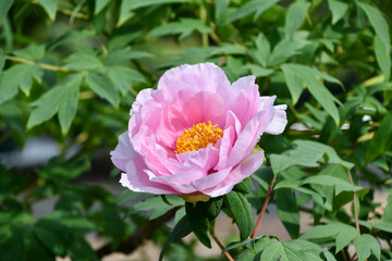 ボタン「村松の桜」Peony