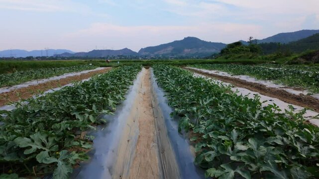Tracking Shot Through Watermelon Rows on Farm, Slow Motion, 4K