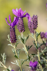 Spanish Lavender (Lavandula pedunculata)