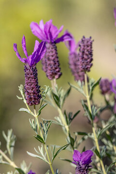Spanish Lavender (Lavandula pedunculata)