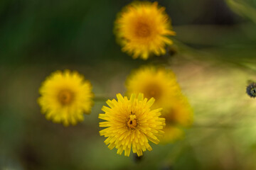common dandelion (Taraxacum officinale)