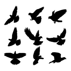Hand drawn bird pigeon silhouette set