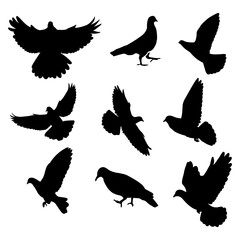 Hand drawn animals pigeon silhouette set on white background