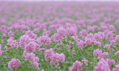 Obraz premium Blooming field of pink flowers with green leaves filling the frame under a hazy sky