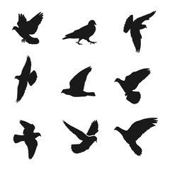 Hand drawn animals pigeon silhouette set on black color