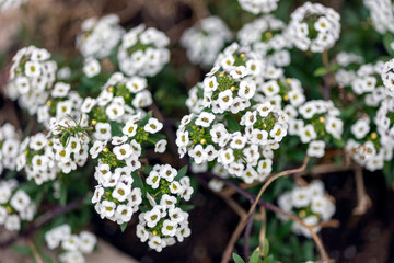 Lobularia maritima (Alyssum maritimum) flower © Mauro Rodrigues