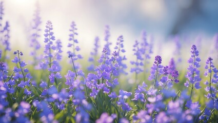 Obraz premium Field of purple flowers in bloom with blurred background soft focus.