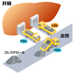 悪玉コレステロールと善玉コレステロール