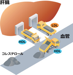 悪玉コレステロールと善玉コレステロール © トムセン少佐