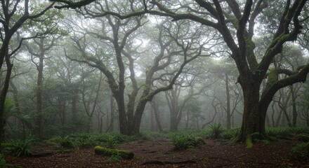 Obraz premium Misty Forest Photo