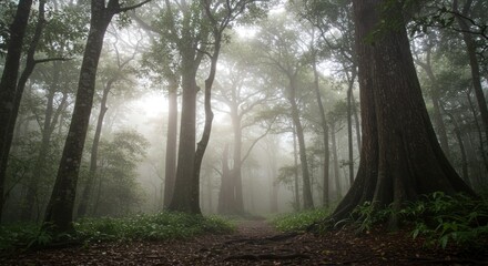 Fototapeta premium Misty Forest Path Photo