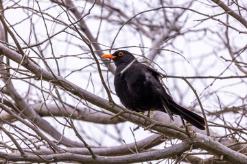common blackbird (Turdus merula) © Mauro Rodrigues