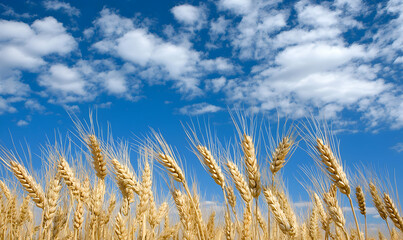 Fototapeta premium Golden wheat field against a bright blue sky with fluffy clouds