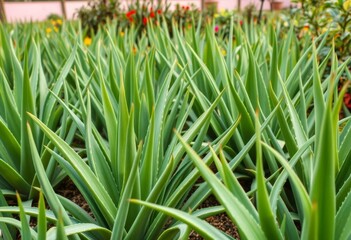 Obraz premium Abundant aloe vera plants thriving in a garden, ready for harvest, herbal, nature