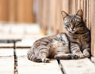 Close up of domestic cat © Mauro Rodrigues