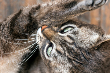 Close up of domestic cat