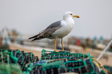 Close up of seagull bird © Mauro Rodrigues
