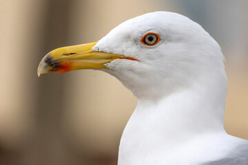 Close up of seagull bird