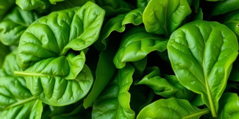 Fototapeta premium Vibrant green spinach leaves, close-up, showcasing texture and freshness, nutrition, vibrant