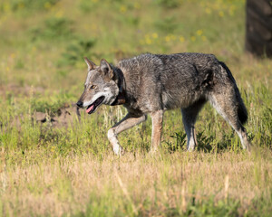 Fototapeta premium Red Wolf