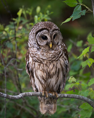 Barred Owl