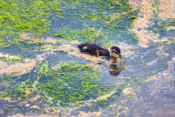 Mallard wild duck (Anas platyrhynchos) © Mauro Rodrigues