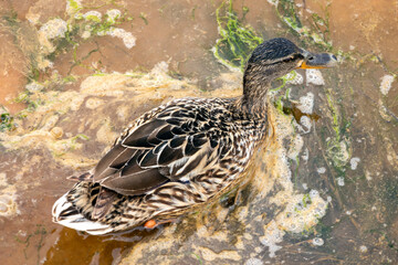 Mallard wild duck (Anas platyrhynchos) © Mauro Rodrigues