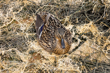Mallard wild duck (Anas platyrhynchos) © Mauro Rodrigues