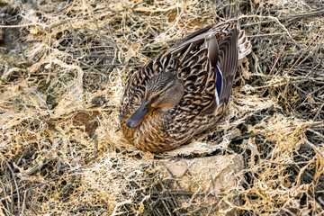Mallard wild duck (Anas platyrhynchos)