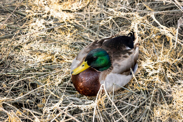 Mallard wild duck (Anas platyrhynchos) © Mauro Rodrigues