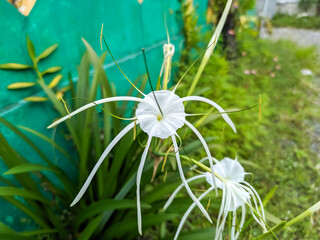 Two lovely Hymenocallis littoralis flowers are shown. Their delicate, long petals extend gracefully from a central cup, creating a beautiful contrast against the lush green foliage and soft background